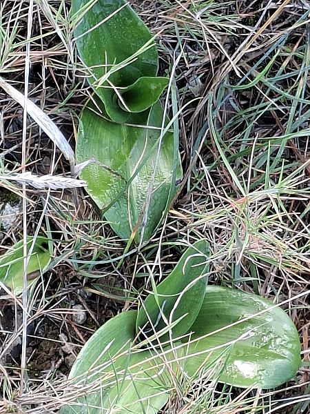 Himantoglossum robertianum 