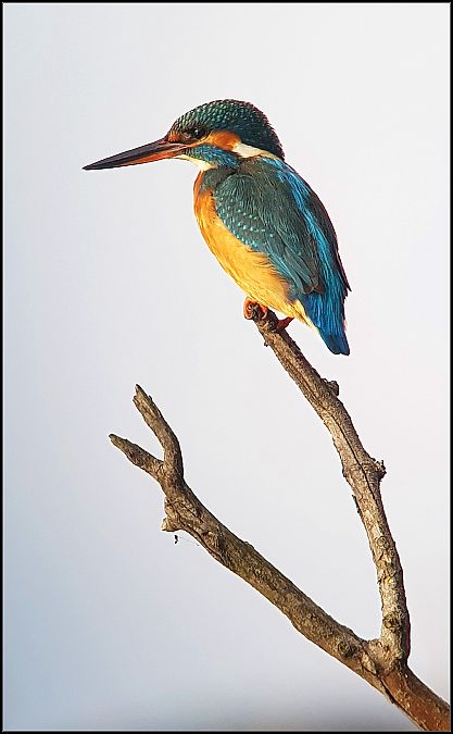 Martin pescatore  - Giuseppe Di Lieto