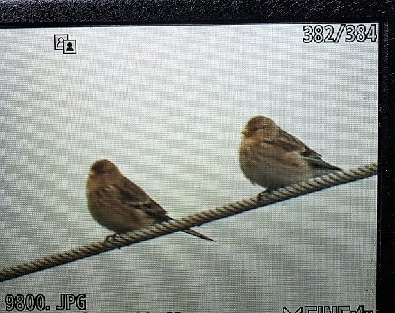 rzepołuch  - Robert Locman