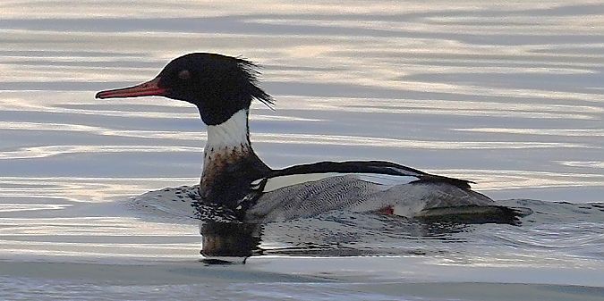 szlachar  - Aleksandra Stach