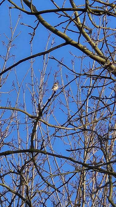 grubodziób  - Anna Kamilewicz-Wicik