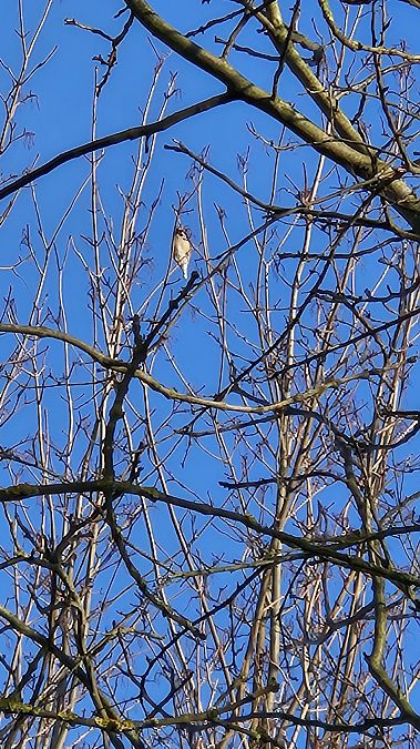 Grosbec casse-noyaux  - Anna Kamilewicz-Wicik