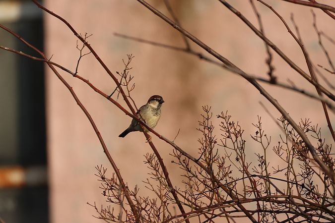 Passera d'Italia  - Adelfina Aldrovandi