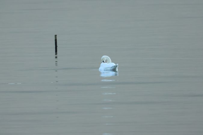 Cigno reale  - Adelfina Aldrovandi