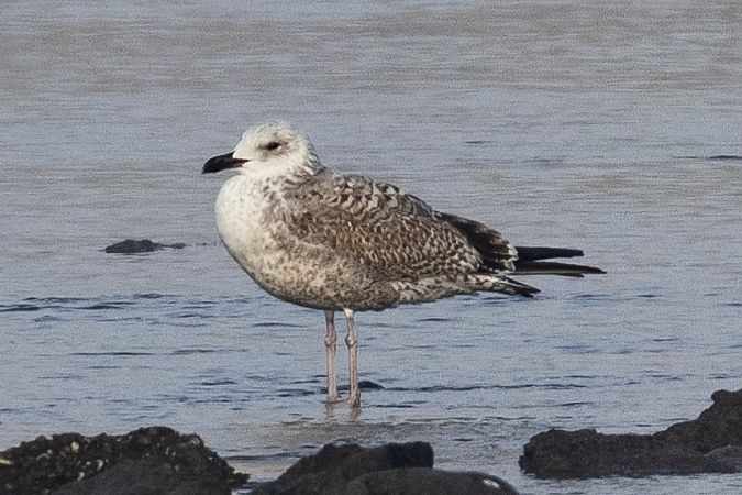 Goéland hybride indéterminé  - Viehböck Helga