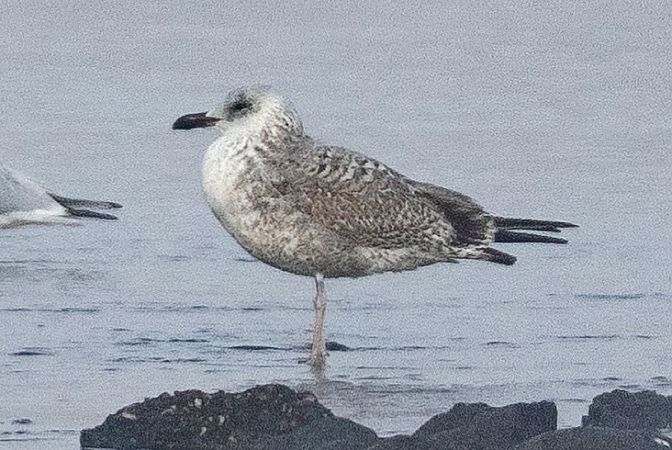 Goéland hybride indéterminé  - Viehböck Helga