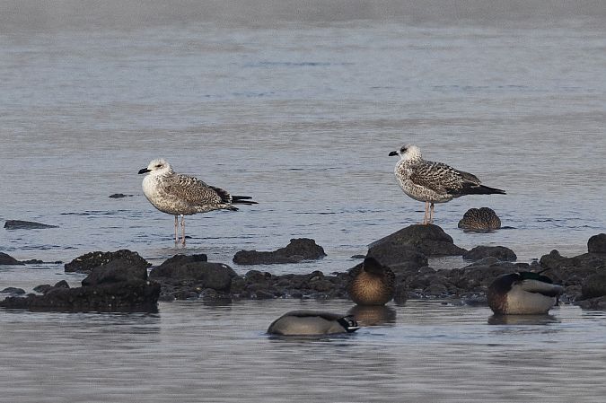 Goéland hybride indéterminé  - Viehböck Helga