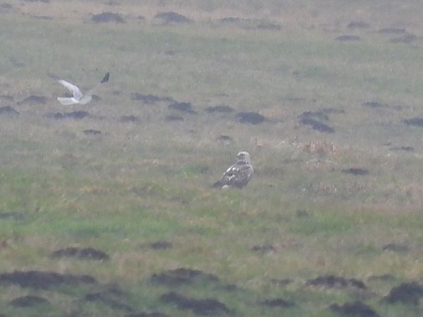 błotniak zbożowy  - Kacper Mikulski