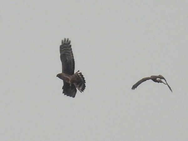 błotniak zbożowy  - Kacper Mikulski