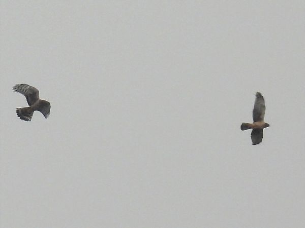 błotniak zbożowy  - Kacper Mikulski