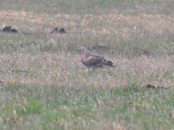 Kornweihe  - Kacper Mikulski