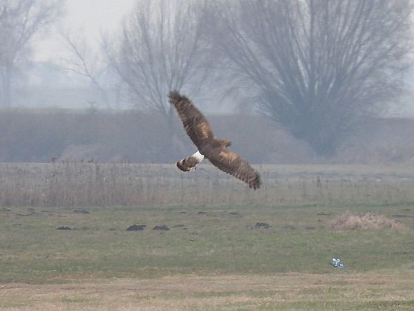 Kornweihe  - Kacper Mikulski