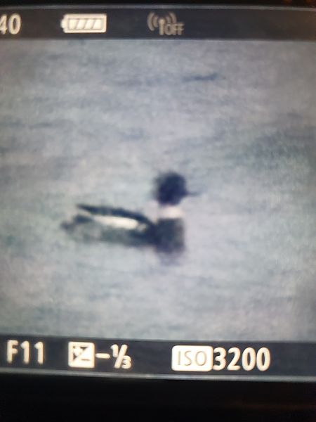 szlachar  - Grzegorz Pac