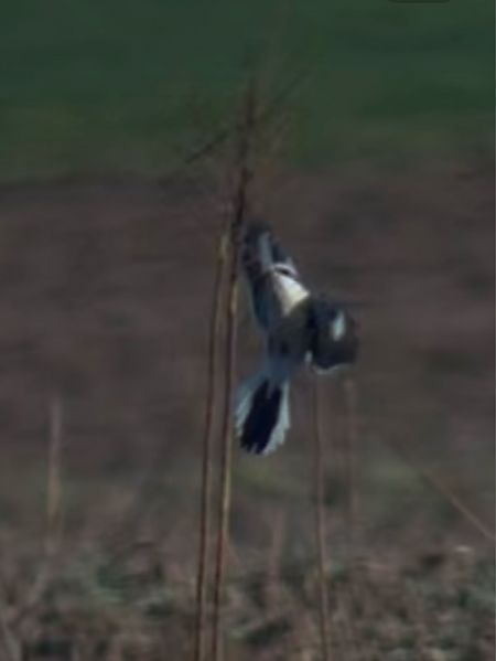 Pie-grièche grise  - Mateusz Gutowski