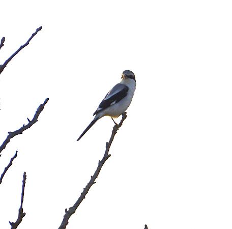 Averla maggiore  - Lorenza Venturini