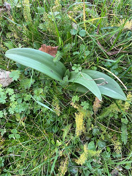 Himantoglossum hircinum  - Olivier Guillemet