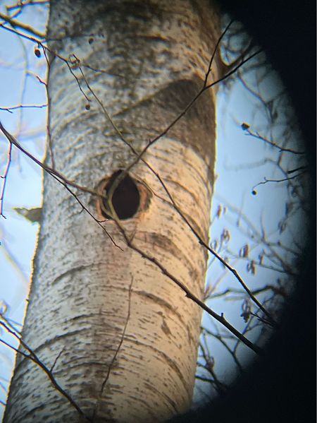 Picchio nero  - Andrea Vidolini