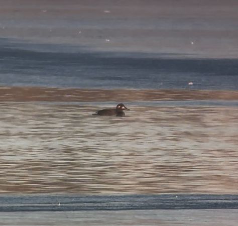 Macreuse brune  - Lukas Zangl