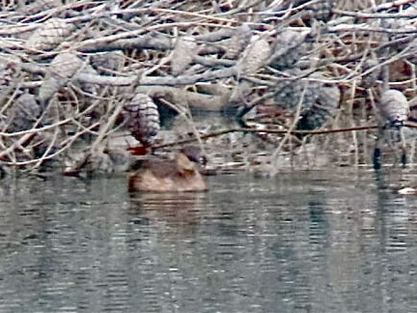 Cabusset  - Toni Leiva Sanchez