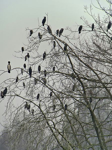 Cormoran pygmée  - Lukas Scheidl