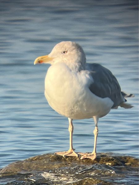Hybride Goéland argenté x pontique  - Herta Mangeng