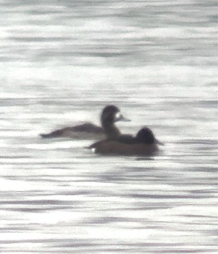 podgorzałka  - Cezary Rams