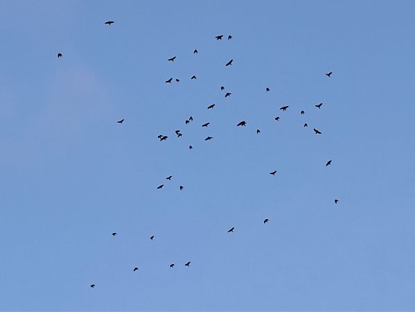 Corb  - David Vilasís Boix