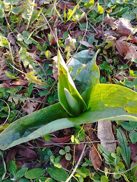 Himantoglossum robertianum  - Gérard Joseph