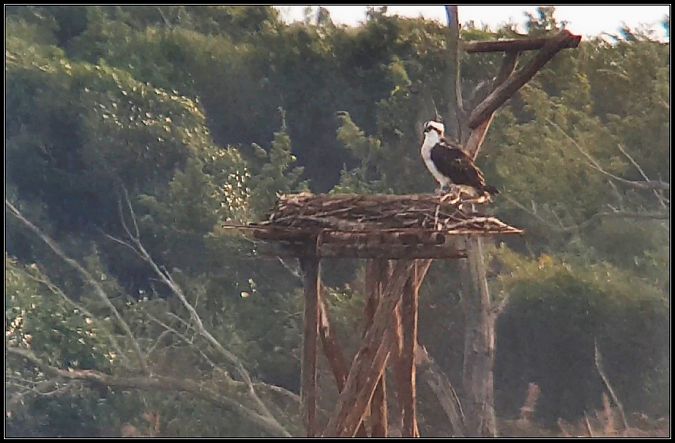 Falco pescatore  - Giuseppe Di Lieto