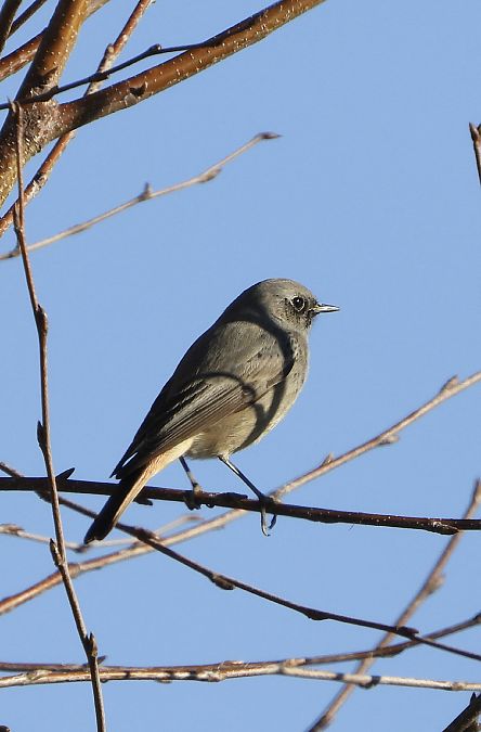 Codirosso spazzacamino  - Dario Bosio