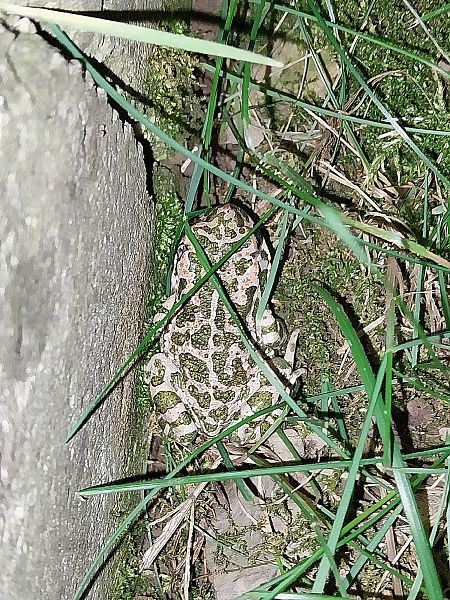 Rospo smeraldino (tutte le specie)  - Giulio Polo (FVG)