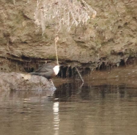 Merlo acquaiolo  - Adelfina Aldrovandi