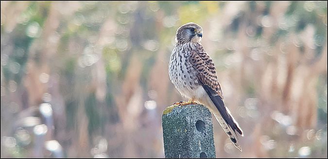 Gheppio  - Giuseppe Di Lieto