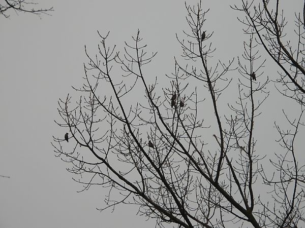 Seidenschwanz  - Adrian Dudkiewicz