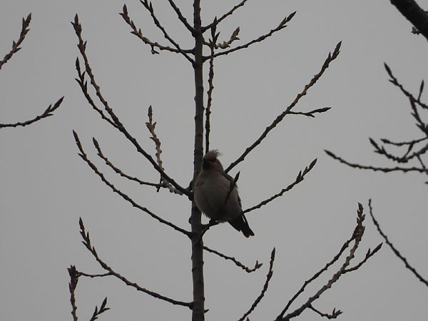 Seidenschwanz  - Adrian Dudkiewicz