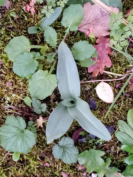 Ophrys apifera  - Thierry Deschatre