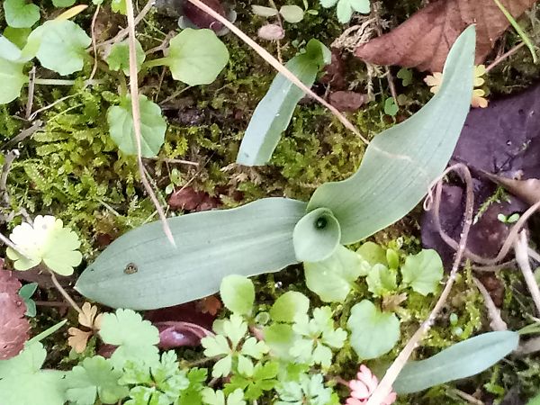 Ophrys apifera  - Thierry Deschatre