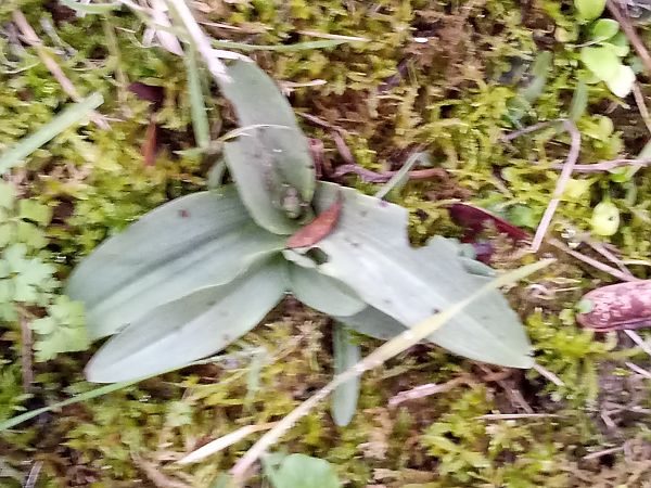 Ophrys apifera  - Thierry Deschatre
