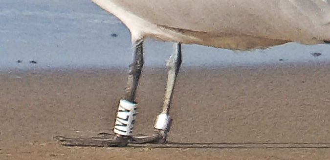 Gabbiano corso  - Giuseppe Di Lieto