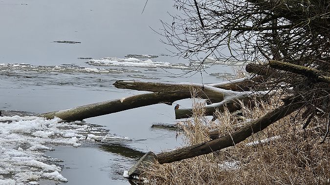 zimorodek  - Anna Kamilewicz-Wicik