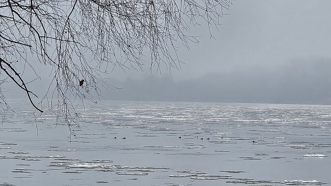 Eisvogel  - Anna Kamilewicz-Wicik