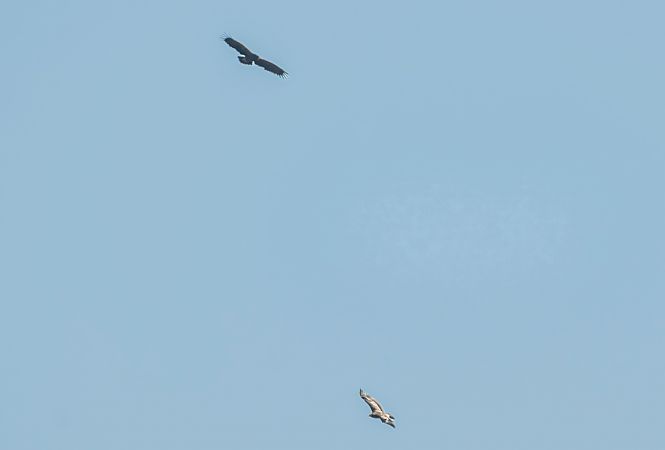 Aquila anatraia maggiore  - Mauro Fenati