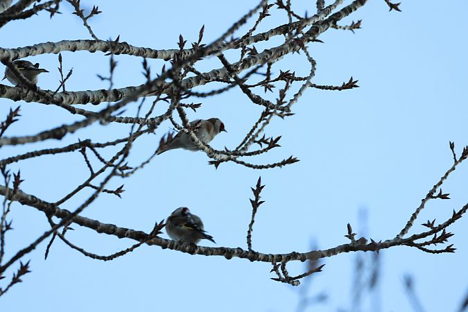 Cardellino  - Adelfina Aldrovandi