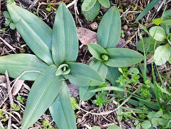 Ophrys exaltata subsp. marzuola  - Gérard Joseph