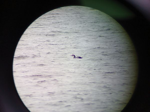 Eistaucher  - Jakub Cichy