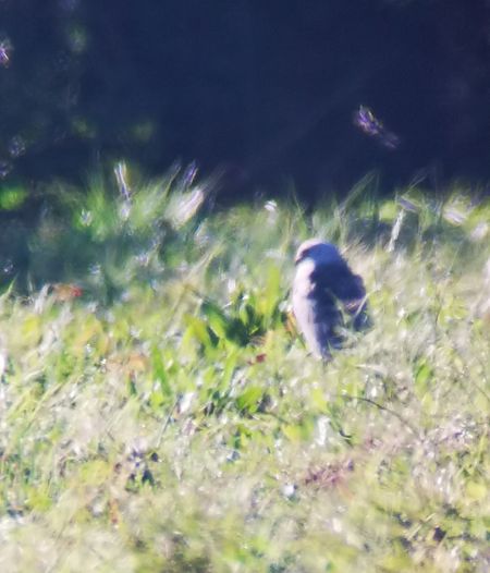 Albanella pallida  - Laura Bonanno