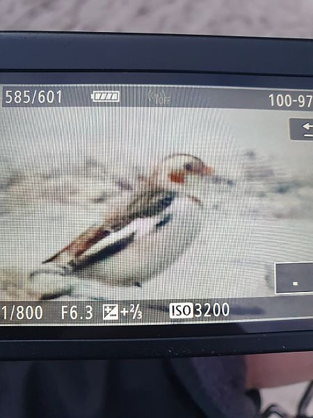 śnieguła  - Grzegorz Pac