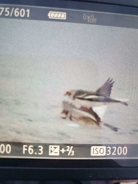 śnieguła  - Grzegorz Pac