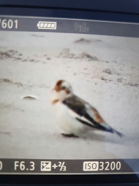 Schneeammer  - Grzegorz Pac