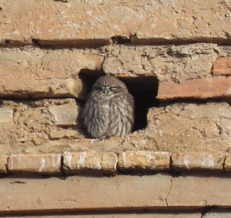 Civetta  - Enrico Carta